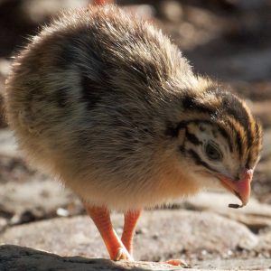 exotic guinea fowl