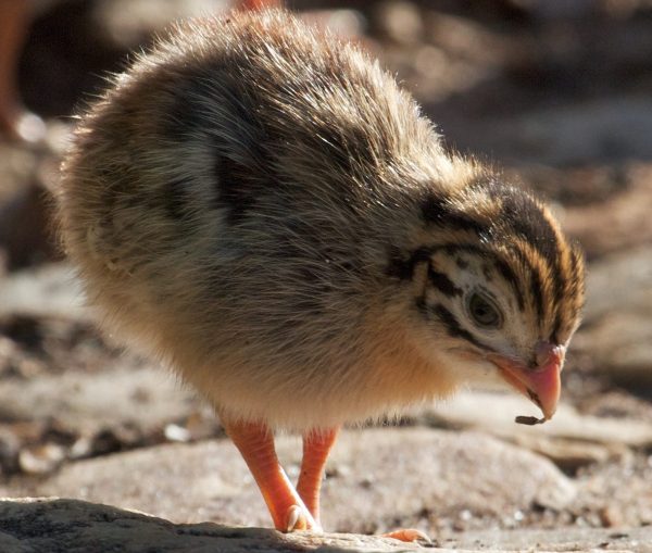 exotic guinea fowl