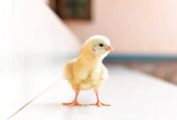 Day Old Yammfy Broilers