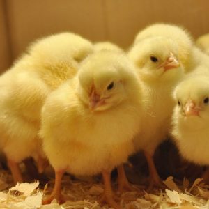 Valentine Day Old Broiler Chicks (ROSS 308)