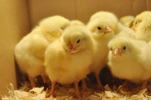 Valentine Day Old Broiler Chicks (ROSS 308)